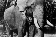 william-howard-taft-on-elephant